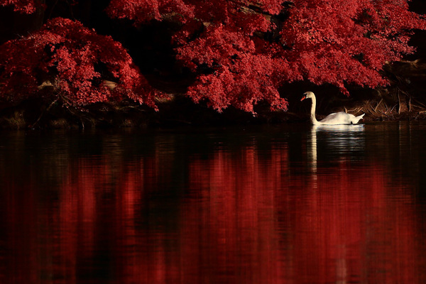 紅色の湖
